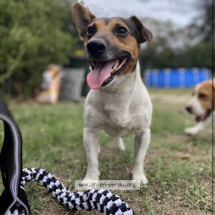 Photo 1/1 Chien retrouvé Perdu à Lamothe landerron
