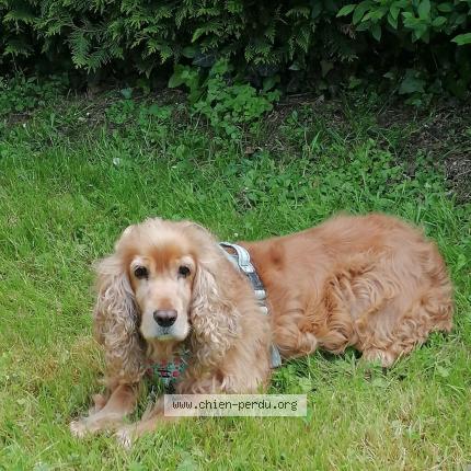 Photo de chien perdu à Domeliers