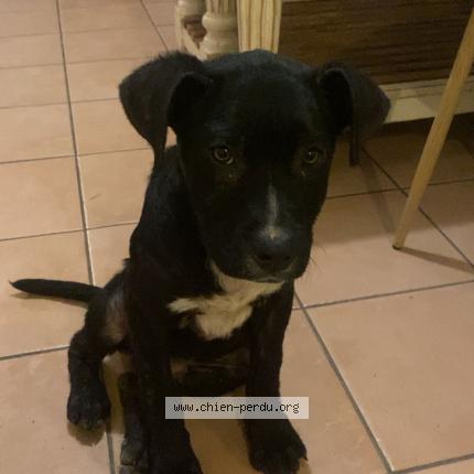 Photo 1/1 Chien retrouvé Trouvé à Balzac