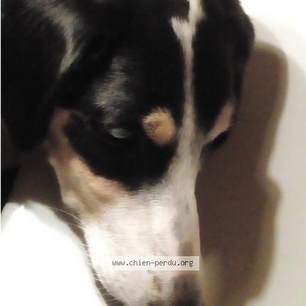 Photo 1/1 Chien retrouvé Perdu à Saint lothain