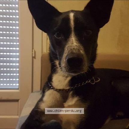 Photo 1/1 Chien retrouvé Perdu à Mauron