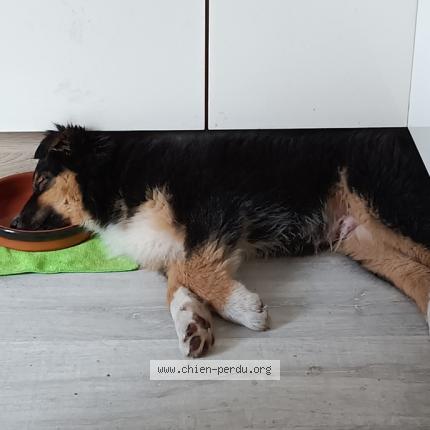 Photo 1/1 Chien retrouvé Perdu à Begles