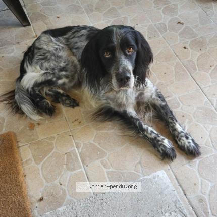 Photo 1/1 Chien retrouvé Perdu à Cadillac en fronsadais