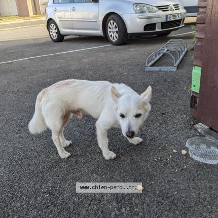 Photo 1/1 Chien retrouvé Trouvé à Sene