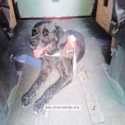 Photo de chien trouvé à Malansac