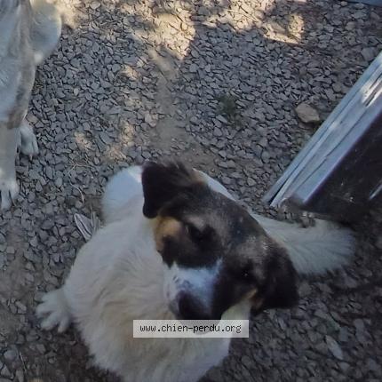 Photo 1/1 Chien retrouvé Perdu à Poussan
