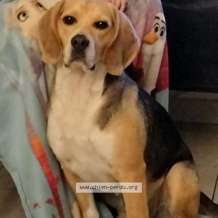 Photo 1/1 Chien retrouvé Perdu à Sainte luce sur loire