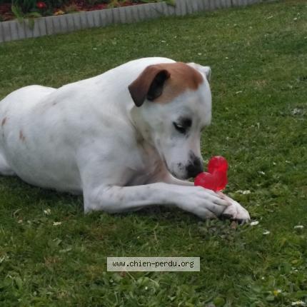 Photo 1/1 Chien retrouvé Perdu à Vertou