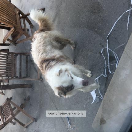 Photo 1/1 Chien retrouvé Trouvé à Fort moville