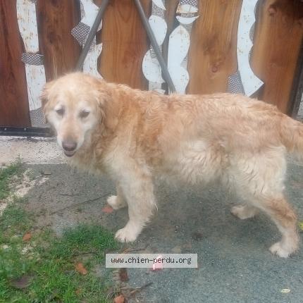 Photo de chien trouvé à Saint Pardoux