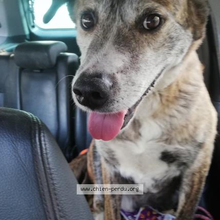 Photo de chien perdu à St Christophe Vallon