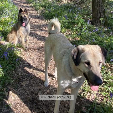Photo de chien perdu à Ballancourt