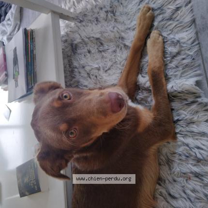 Photo de chien perdu à Dirinon