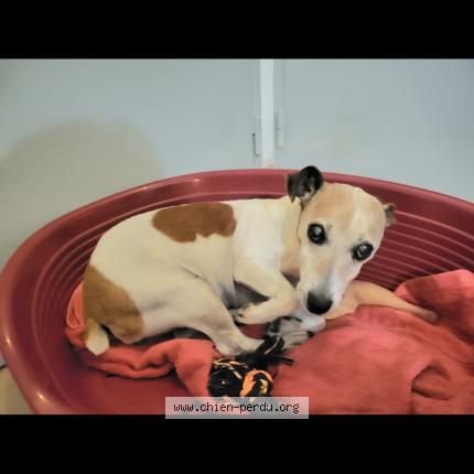 Photo 1/1 Chien retrouvé Perdu à Aigues mortes