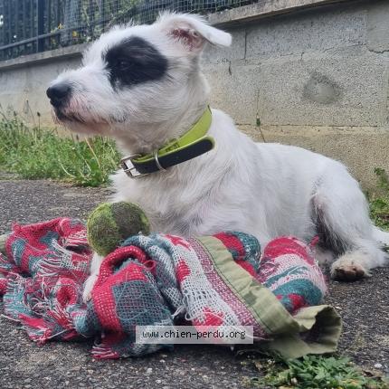 Photo 1/1 Chien retrouvé Perdu à Eaubonne