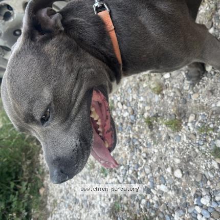 Photo de chien trouvé à Plan D Orgon