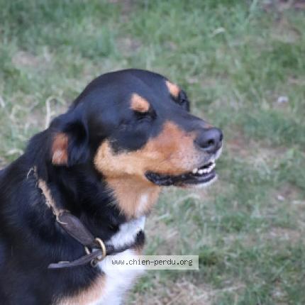 Photo 1/1 Chien retrouvé Perdu à Vigneux De Bretagne