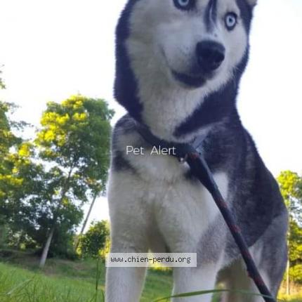 Photo 1/1 Chien retrouvé Perdu à Grezieu la varenne