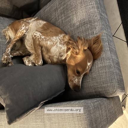 Photo de chien perdu à Savenay