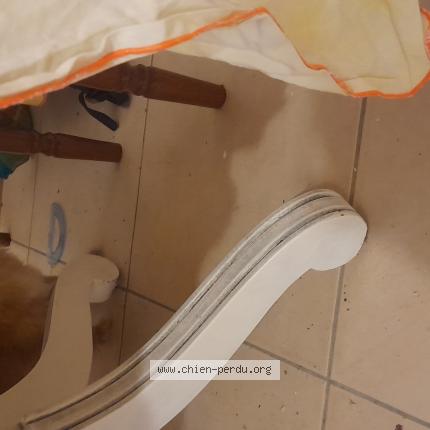 Photo de chien trouvé à Saint Maximin La Sainte Baume