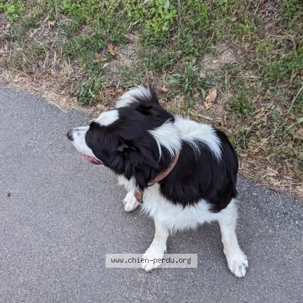 Photo 1/1 Chien retrouvé Trouvé à Riols