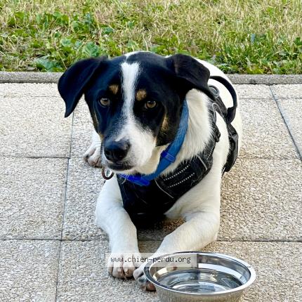 Photo 1/1 Chien retrouvé Perdu à Villers grelot