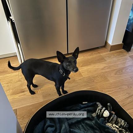 Photo 1/1 Chien retrouvé Perdu à Valloire