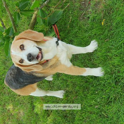 Photo 1/1 Chien retrouvé Perdu à Breil noyant villages