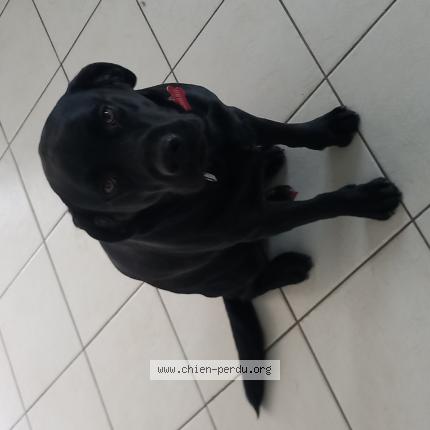 Photo 1/1 Chien retrouvé Perdu à Pibrac