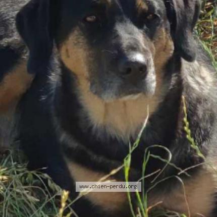 Photo 1/1 Chien retrouvé Perdu à Colombelles