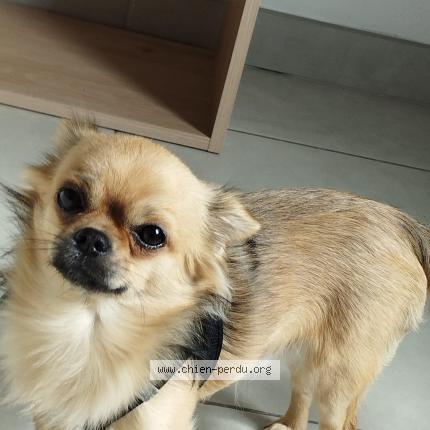 Photo 1/1 Chien retrouvé Perdu à Frejus