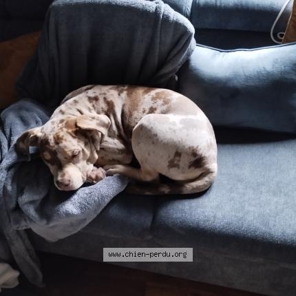 Photo 1/1 Chien retrouvé Perdu à Tulle