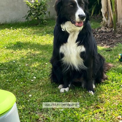Photo 1/1 Chien retrouvé Perdu à St christophe du ligneron