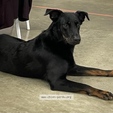 Photo 1/1 Chien retrouvé Perdu à Abidos