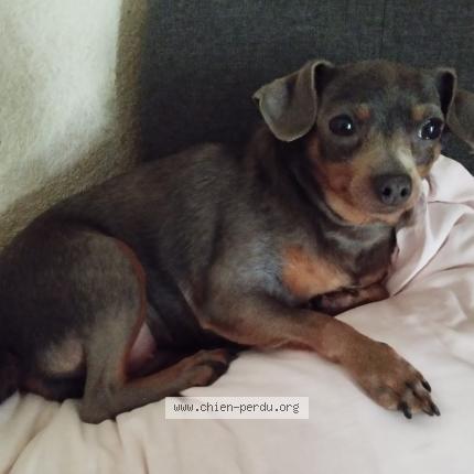 Photo de chien perdu à Castanet Tolosan