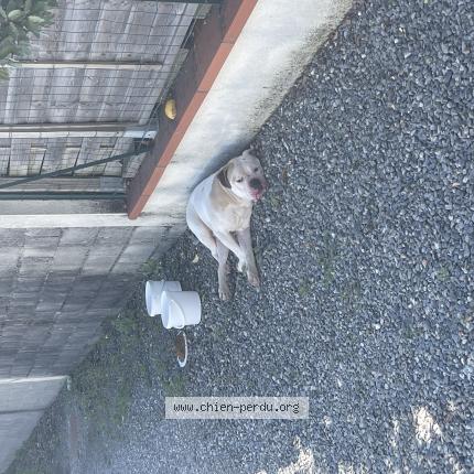 Photo 1/1 Chien retrouvé Trouvé à Launaguet