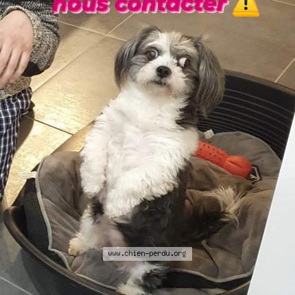 Photo de chien perdu à Saint Christophe Du Ligneron