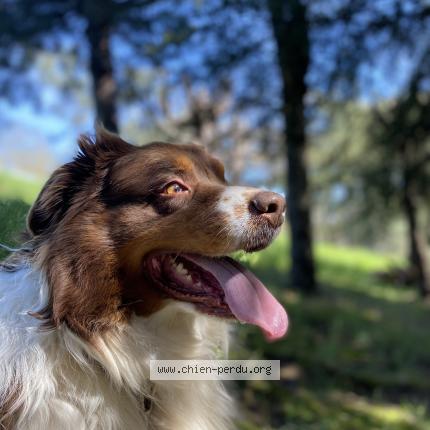 Photo de chien perdu à Ussac