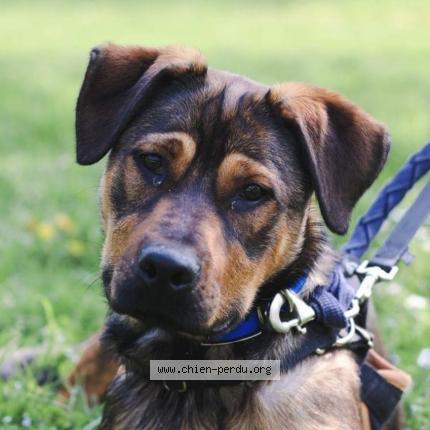 Photo 1/1 Chien retrouvé Perdu à Ouville l abbaye