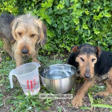 Photo de chien trouvé à Pin Balma