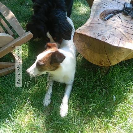 Photo 1/1 Chien retrouvé Trouvé à Trans sur erdre