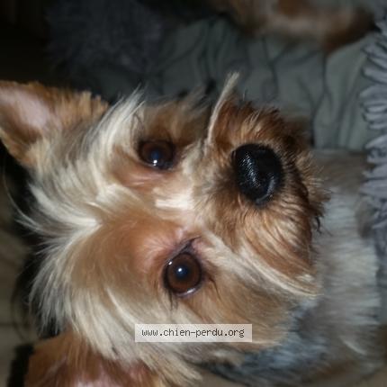 Photo de chien perdu à Elbeuf