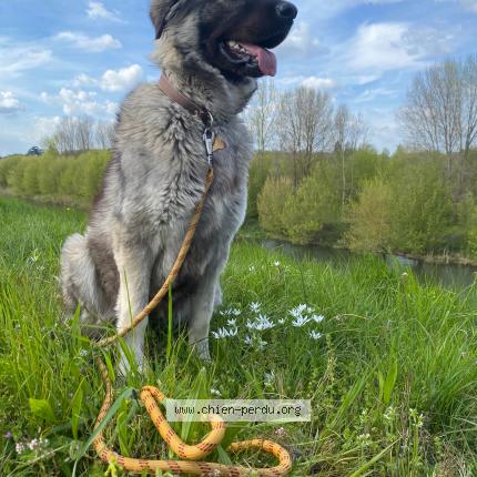 Photo de chien perdu à Clery Saint Andre