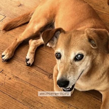 Photo de chien perdu à Peyrillac Et Millac Pechs De L