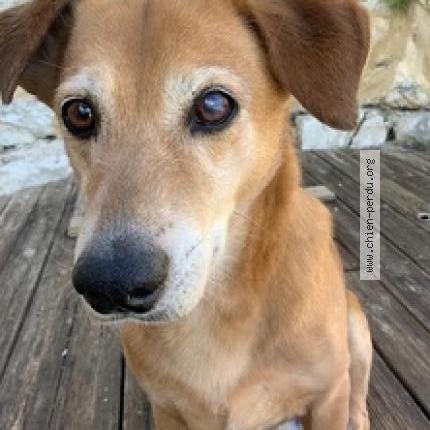 Photo 2/2 Chien retrouvé Perdu à Peyrillac et millac pechs de l