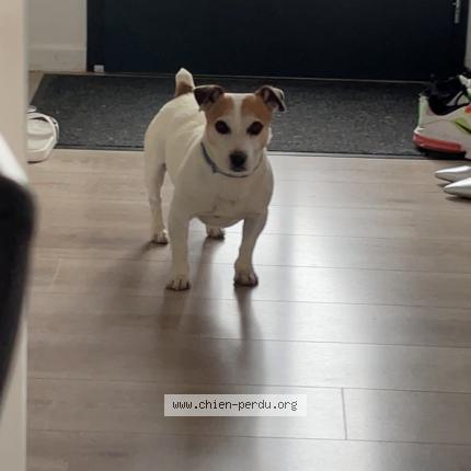 Photo 1/1 Chien retrouvé Perdu à Sainte savine