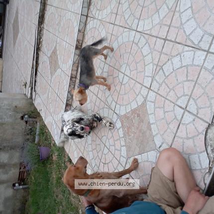 Photo de chien trouvé à Pompignan