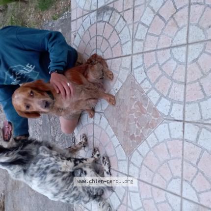 Photo de chien trouvé à Pompignan