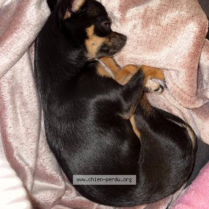 Photo 1/1 Chien retrouvé Perdu à Avignonet lauragais