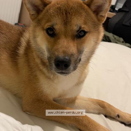 Photo 1/1 Chien retrouvé Perdu à Quincampoix